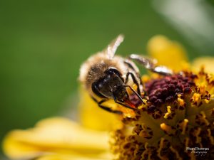 Makrofotografie: Bienchen und Blümchen 4