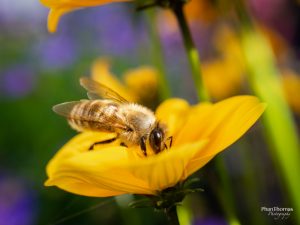 Makrofotografie: Bienchen und Blümchen 2